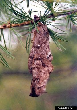 Siberian moth (Dendrolimus sibiricus ) on larch (Larix spp. ) - 5444807