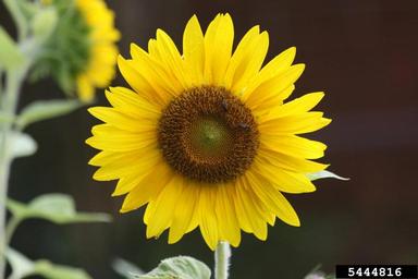 common sunflower, Helianthus annuus  (Asterales: Asteraceae) - 5444816