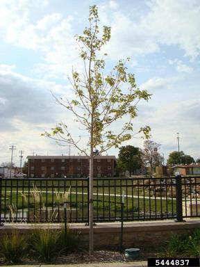 urban planting,    - 5444837