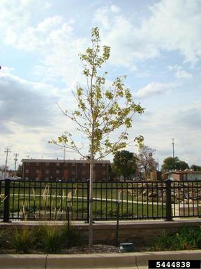 urban planting,    - 5444838