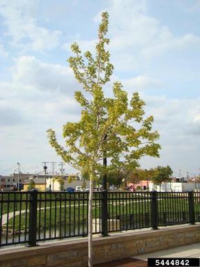 urban planting,    - 5444842