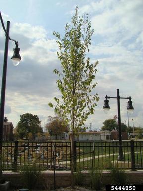 urban planting,    - 5444850
