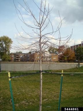 staking,    - 5444861