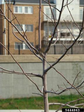 branch union,    - 5444863