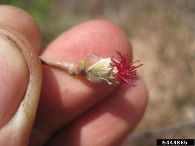 beaked hazelnut, Corylus cornuta  (Fagales: Betulaceae) - 5444865