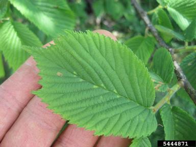 wych elm, Ulmus glabra  (Urticales: Ulmaceae) - 5444871
