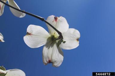 flowering dogwood, Cornus florida  (Cornales: Cornaceae) - 5444872