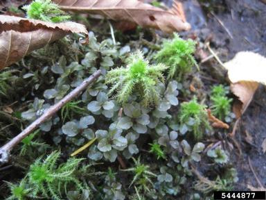 rhizomnium moss, Rhizomnium spp.  (Bryales: Mniaceae) - 5444877