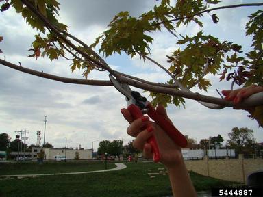pruning (general),    - 5444887