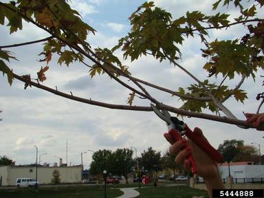 pruning (general),    - 5444888