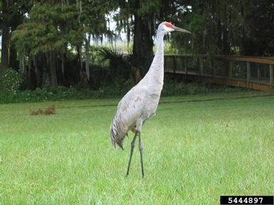 sandhill crane, Grus canadensis  (Gruiformes: Gruidae) - 5444897