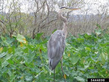 great blue heron, Ardea herodias  (Ciconiiformes: Ardeidae) - 5444898
