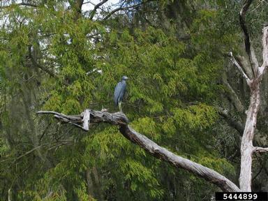 little blue heron, Egretta caerulea  (Ciconiiformes: Ardeidae) - 5444899