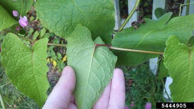coral vine, Antigonon leptopus  (Polygonales: Polygonaceae) - 5444905