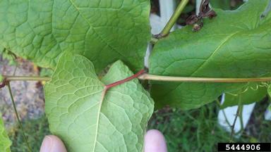 coral vine, Antigonon leptopus  (Polygonales: Polygonaceae) - 5444906