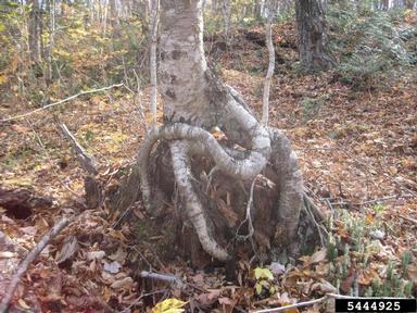 yellow birch, Betula alleghaniensis  (Fagales: Betulaceae) - 5444925