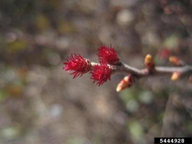 sweetgale, Myrica gale  (Myricales: Myricaceae) - 5444928