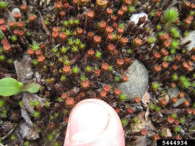 polytrichum moss, Polytrichum piliferum  (Polytrichales: Polytrichaceae) - 5444934