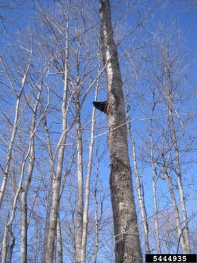 clinker polypore (Inonotus obliquus ) on yellow birch (Betula alleghaniensis ) - 5444935