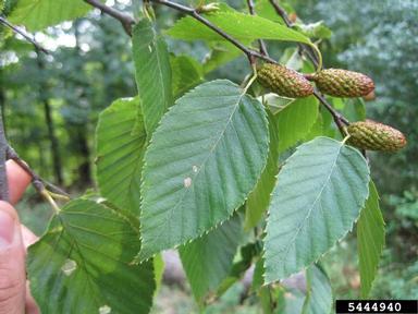 cherry birch, Betula lenta  (Fagales: Betulaceae) - 5444940