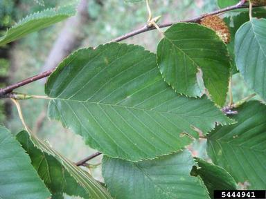 cherry birch, Betula lenta  (Fagales: Betulaceae) - 5444941