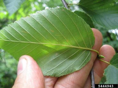 cherry birch, Betula lenta  (Fagales: Betulaceae) - 5444943