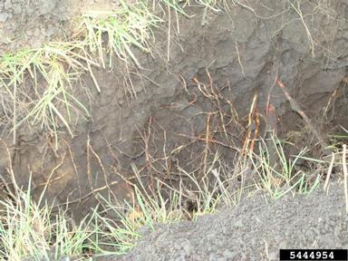 root zone,    - 5444954