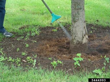 root collar excavation on maple (Acer spp. ) - 5444993