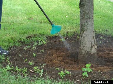 root collar excavation on maple (Acer spp. ) - 5444994