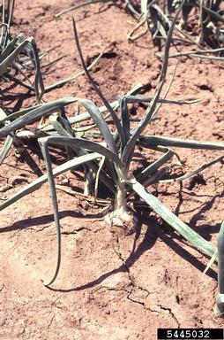onion thrips (Thrips tabaci ) on garden onion (Allium cepa ) - 5445032