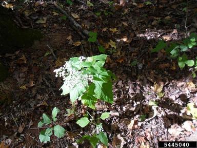 white snakeroot, Ageratina altissima  (Asterales: Asteraceae) - 5445040