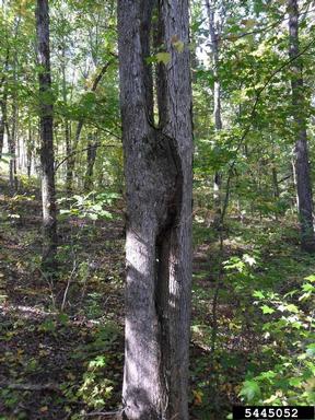 overcup oak, Quercus lyrata  (Fagales: Fagaceae) - 5445052