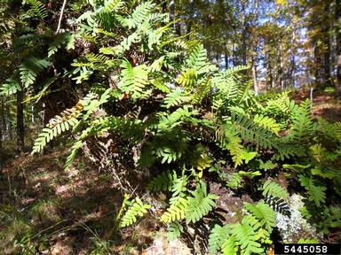 resurrection fern, Pleopeltis polypodioides  (Polypodiales: Polypodiaceae) - 5445058