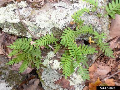 resurrection fern, Pleopeltis polypodioides  (Polypodiales: Polypodiaceae) - 5445063