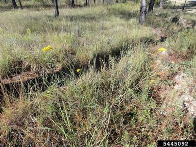 wand goldenrod, Solidago stricta  (Asterales: Asteraceae) - 5445092