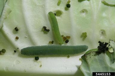 cabbage white (Pieris rapae ) on cabbage (Brassica oleracea var. capitata) - 5445153