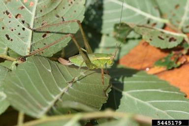 broadwinged katydid, Microcentrum rhombifolium  (Orthoptera: Tettigoniidae) - 5445179