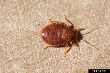 western bat bug, Cimex pilosellus  (Hemiptera: Cimicidae) - 5445200