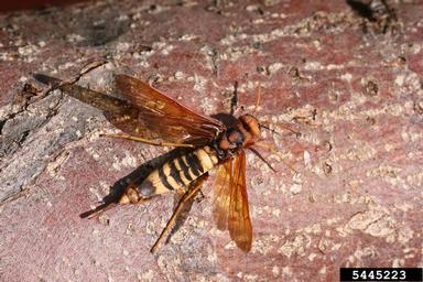pigeon tremex, Tremex columba  (Hymenoptera: Siricidae) - 5445223