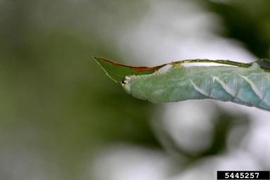 great ash sphinx (Sphinx chersis ) on green ash (Fraxinus pennsylvanica ) - 5445257