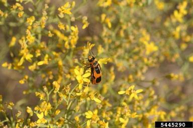 blister beetle, Epicauta stuarti  (Coleoptera: Meloidae) - 5445290