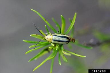 rabbitbrush beetle (Trirhabda nitidicollis ) on rubber rabbitbrush (Ericameria nauseosa ssp. nauseosa var. nauseosa) - 5445298