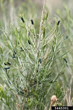 rabbitbrush beetle (Trirhabda nitidicollis ) on rubber rabbitbrush (Ericameria nauseosa ssp. nauseosa var. nauseosa) - 5445301