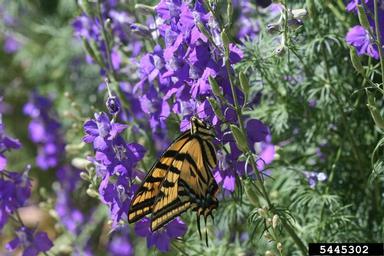 two-tailed tiger swallowtail, Papilio multicaudata  (Lepidoptera: Papilionidae) - 5445302