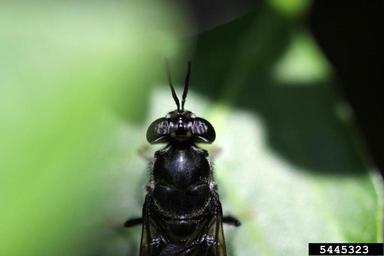 black soldier fly, Hermetia illucens  (Diptera: Stratiomyidae) - 5445323