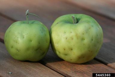 catfacing (  ) on apple (Malus domestica ) - 5445360