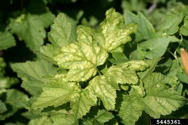currant aphid (Cryptomyzus ribis ) on currant (Ribes spp. ) - 5445361