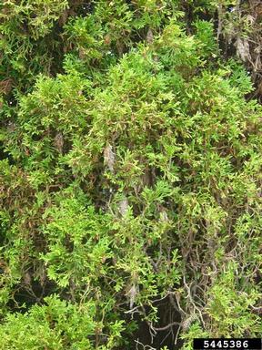 bagworms,    (Lepidoptera: Psychidae) - 5445386
