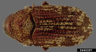 silver fir beetle, Pseudohylesinus sericeus  (Coleoptera: Curculionidae) - 5445397