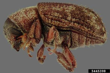 silver fir beetle, Pseudohylesinus sericeus  (Coleoptera: Curculionidae) - 5445398